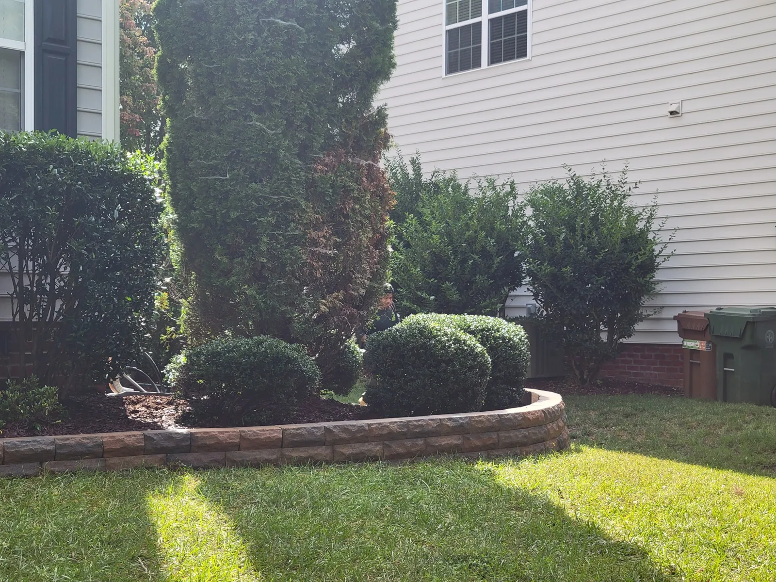 Tree Shrub Planting project by Sam General Landscaping