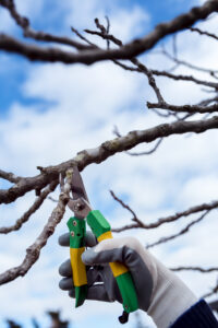 Tree service cary
